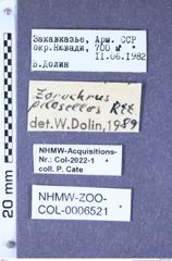 Etikette zu Zorochros (Zorochros) pilosellus (Reitter, 1895) (NHMW-ZOO-COL-0006521)